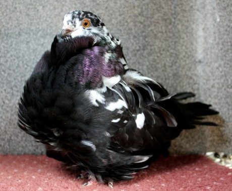 0.1 cerna tygra D85-17CZ (chinesentauben, chinese owl pigeon)