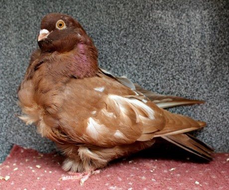 0.1 cervena D75-17CZ (chinesentauben, chinese owl pigeon)