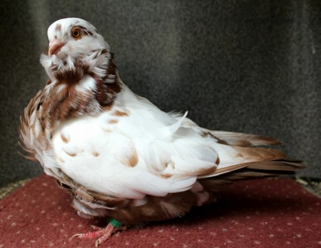 0.1 cervena tygra belostitna D86-17CZ (chinesentauben, chinese owl pigeon)