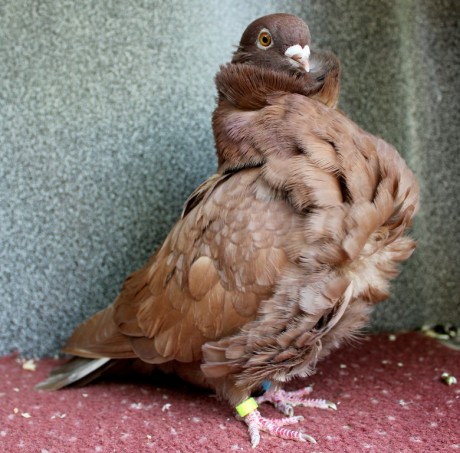 0.1 cerveny D72-17CZ (chinesentauben, chinese owl pigeon)