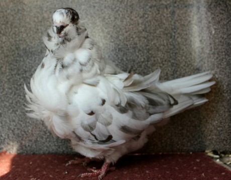 0.1 strikany D91-17CZ (chinesentauben, chinese owl pigeon)