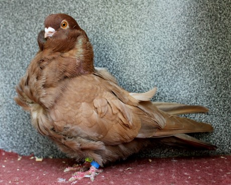 1.0 cerveny D49-17CZ (chinesentauben, chinese owl pigeon)