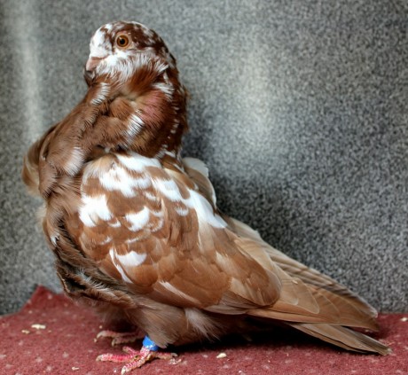 1.0 cerveny tygr D50-17CZ (chinesentauben, chinese owl pigeon)