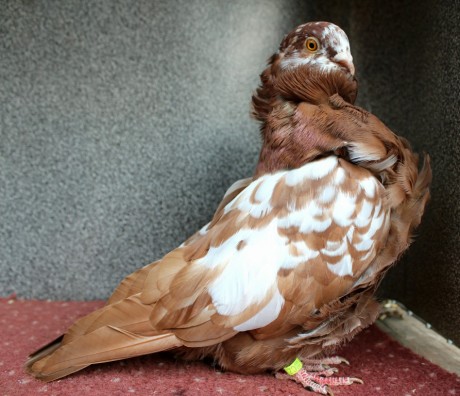 1.0 cerveny tygr D76-17CZ (chinesentauben, chinese owl pigeon)