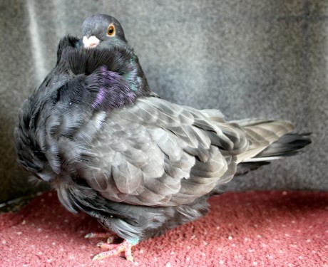 1.0 dun D66-17CZ (chinesentauben, chinese owl pigeon)