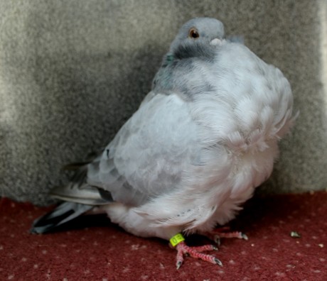 1.0 qualmond D80-17CZ (chinesentauben, chinese owl pigeon)