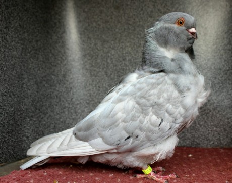 1.0 stribrny D81-17CZ (chinesentauben, chinese owl pigeon)