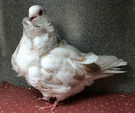 1.0 strikany D92-17CZ (chinesentauben, chinese owl pigeon)