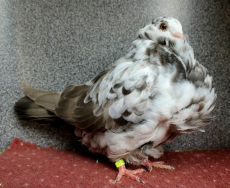 dun tygr D48-17CZ (chinesentauben, chinese owl pigeon)