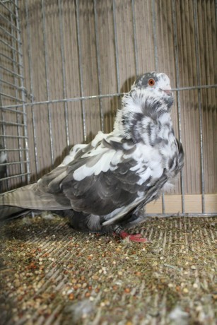 Cinsky holub, chinese owl pigeon, Chinesentaube 018 Lipsia 2017