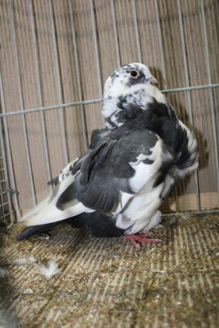 Cinsky holub, chinese owl pigeon, Chinesentaube 025 Lipsia 2017