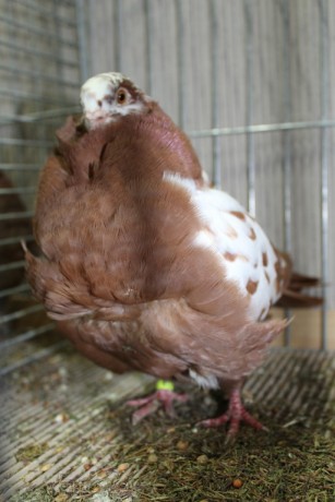 Cinsky holub, chinese owl pigeon, Chinesentaube 083 Lipsia 2017