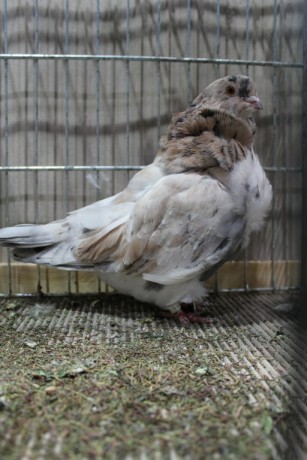 Cinsky holub, chinese owl pigeon, Chinesentaube 123 Lipsia 2017