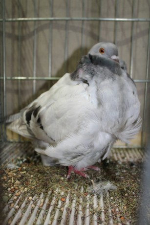 Cinsky holub, chinese owl pigeon, Chinesentaube 143 Lipsia 2017