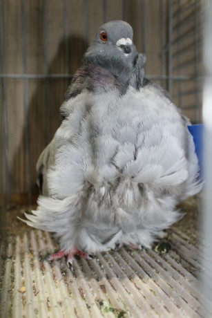Cinsky holub, chinese owl pigeon, Chinesentaube 159 Lipsia 2017