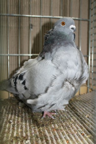 Cinsky holub, chinese owl pigeon, Chinesentaube 162 Lipsia 2017