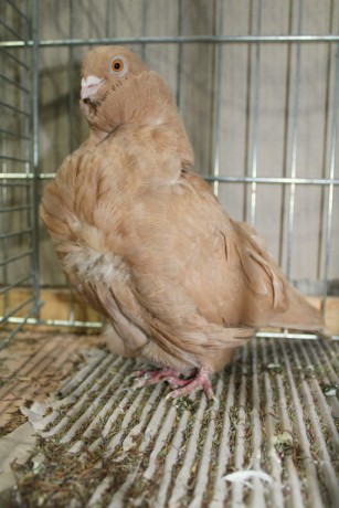 Cinsky holub, chinese owl pigeon, Chinesentaube 174 Lipsia 2017