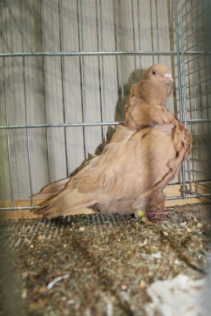 Cinsky holub, chinese owl pigeon, Chinesentaube 175 Lipsia 2017