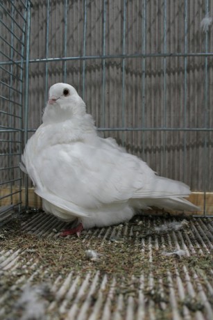 Cinsky holub, chinese owl pigeon, Chinesentaube 198 Lipsia 2017