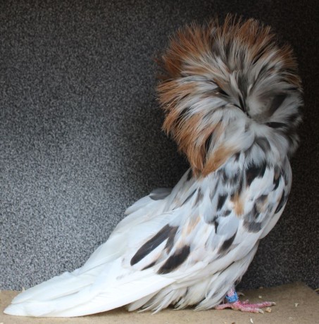 Parukář | Perückentaube | jacobin pigeon almond AF149 - 18 CZ (0.1)