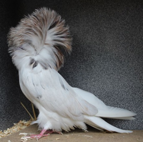 Parukář | Perückentaube | jacobin pigeon almond AZ325 - 18 CZ