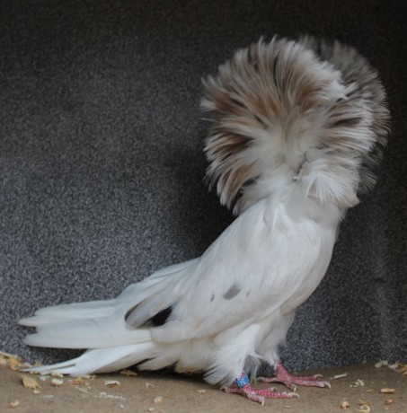 Parukář | Perückentaube | jacobin pigeon almond AZ341 - 18 CZ