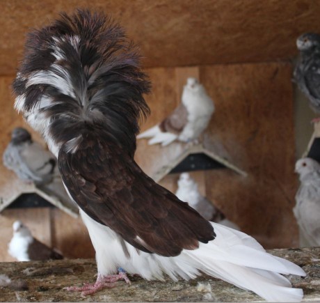 Parukář | Perückentaube | jacobin pigeon bronzed tiger AF 508 - 18 CZ