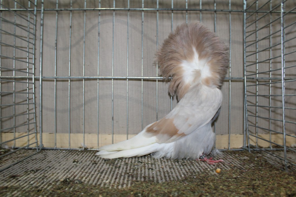 Parukar, Jacobin pigeon, Peruckentaube 01 Lipsia 2017