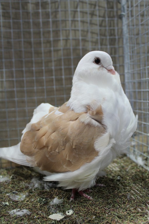 Cinsky holub, chinese owl pigeon, Chinesentaube 049 Lipsia 2017