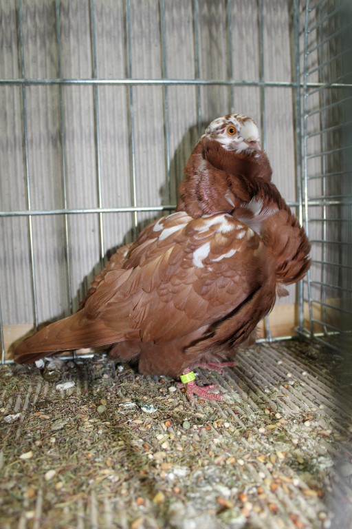 Cinsky holub, chinese owl pigeon, Chinesentaube 086 Lipsia 2017