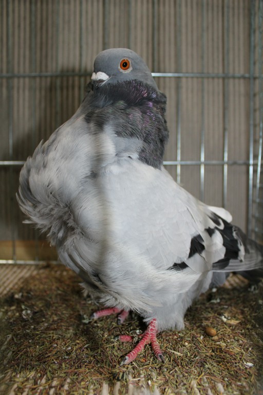 Cinsky holub, chinese owl pigeon, Chinesentaube 166 Lipsia 2017