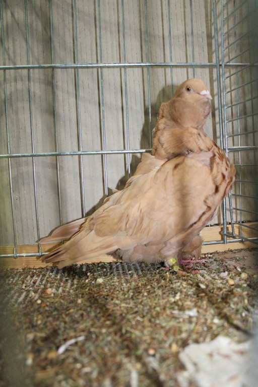 Cinsky holub, chinese owl pigeon, Chinesentaube 175 Lipsia 2017