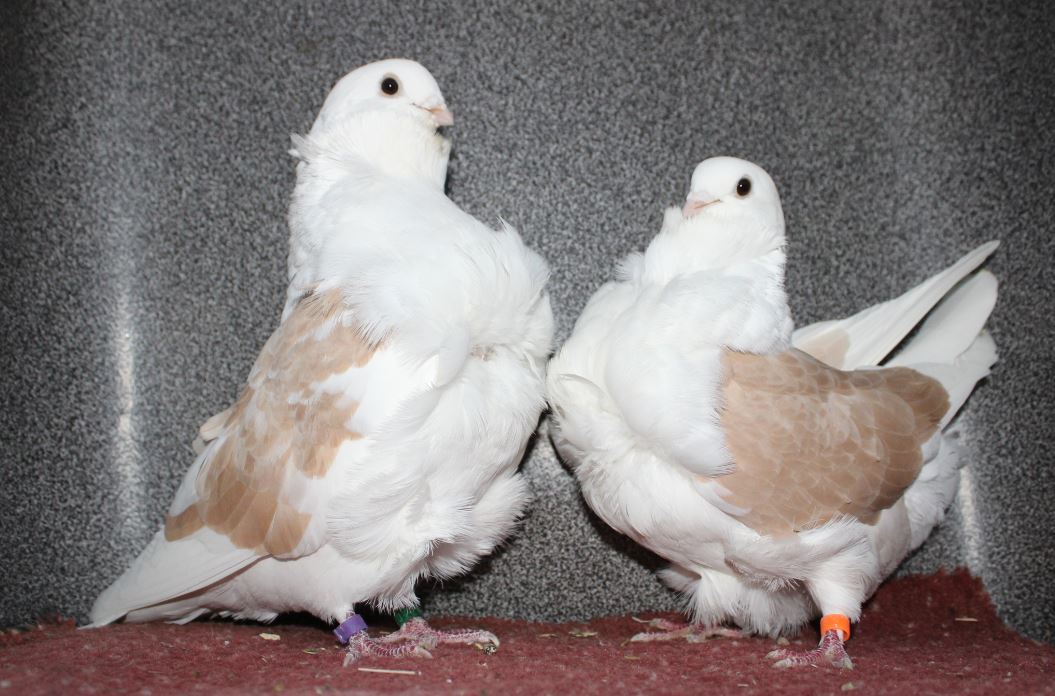cinsky holub chovne pary 05