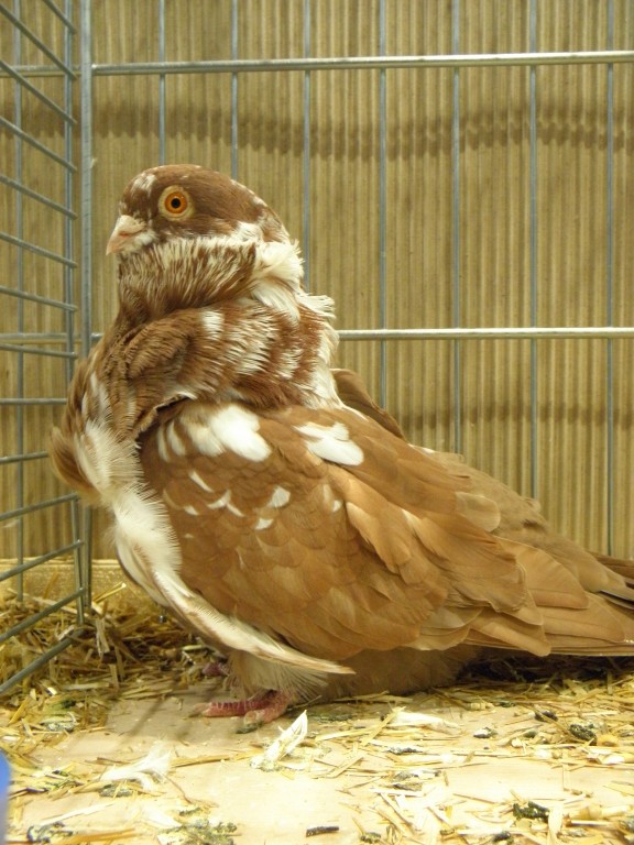 Cinsky holub, Chinesentauben, Chinese owl 13