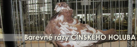 cinsky-holub-razy-net.png