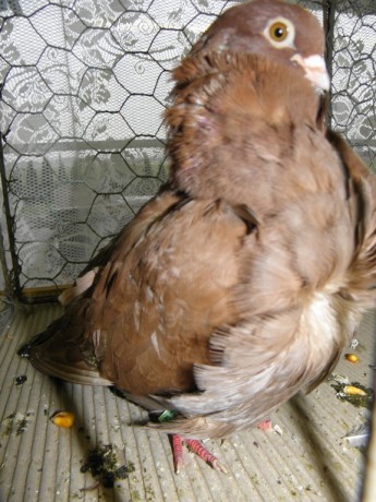 Cinsky holub, Chinesentauben, Chinese owl 24
