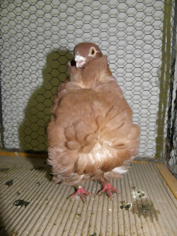 Cinsky holub, Chinesentauben, Chinese owl 26