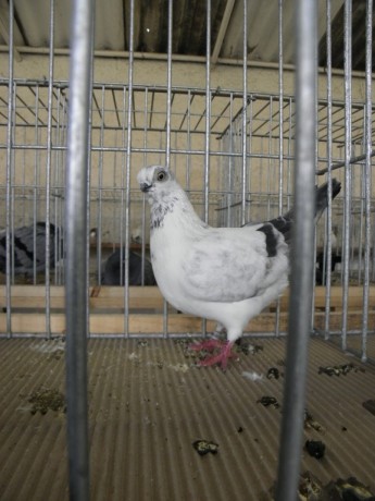 P2010007
