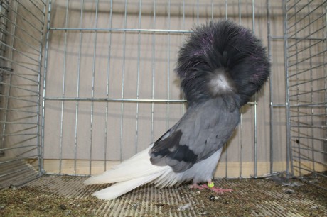 Parukar, Jacobin pigeon, Peruckentaube 10 Lipsia 2017