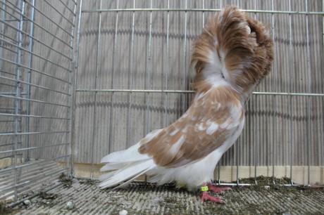 Parukar, Jacobin pigeon, Peruckentaube 76 Lipsia 2017