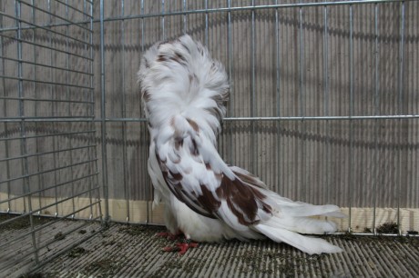 Parukar, Jacobin pigeon, Peruckentaube 78 Lipsia 2017