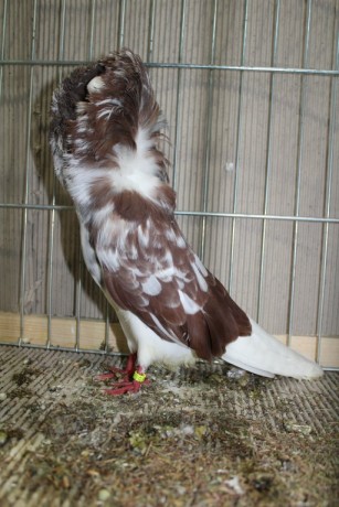 Parukar, Jacobin pigeon, Peruckentaube 80 Lipsia 2017