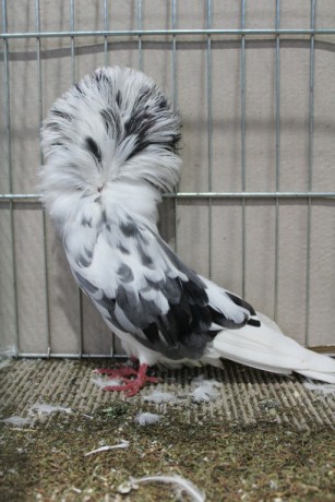 Parukar, Jacobin pigeon, Peruckentaube 81 Lipsia 2017
