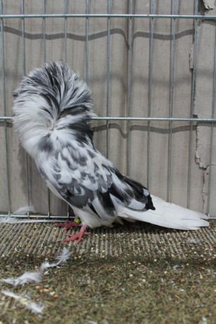 Parukar, Jacobin pigeon, Peruckentaube 82 Lipsia 2017
