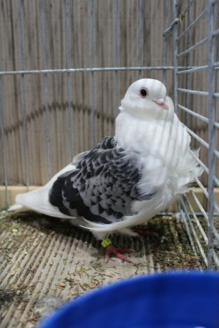 Cinsky holub, chinese owl pigeon, Chinesentaube 001 Lipsia 2017