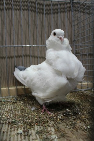 Cinsky holub, chinese owl pigeon, Chinesentaube 006 Lipsia 2017