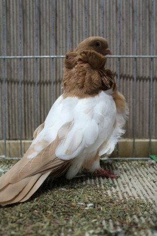 Cinsky holub, chinese owl pigeon, Chinesentaube 009 Lipsia 2017