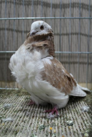 Cinsky holub, chinese owl pigeon, Chinesentaube 013 Lipsia 2017