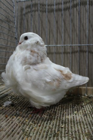 Cinsky holub, chinese owl pigeon, Chinesentaube 016 Lipsia 2017