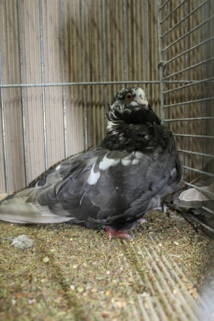 Cinsky holub, chinese owl pigeon, Chinesentaube 017 Lipsia 2017